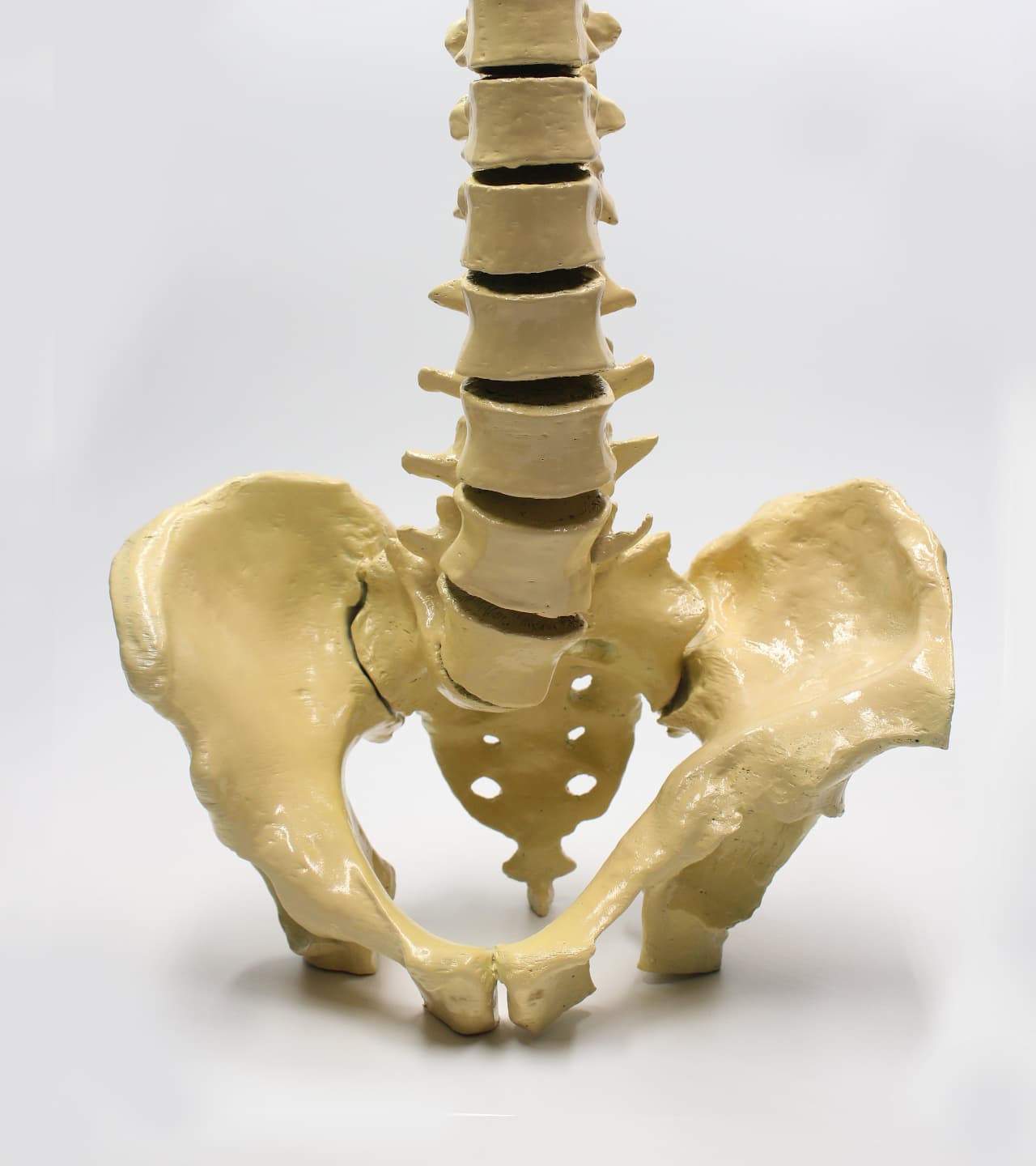 Anatomical Model
